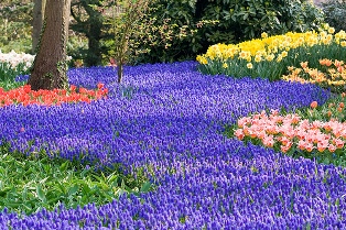 Flores en el campo